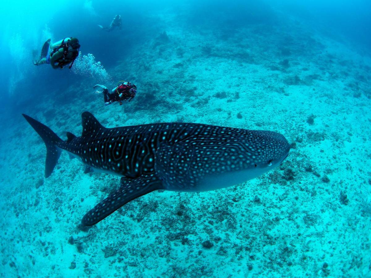 White Sand Dhigurah Dhigurah  Exteriör bild